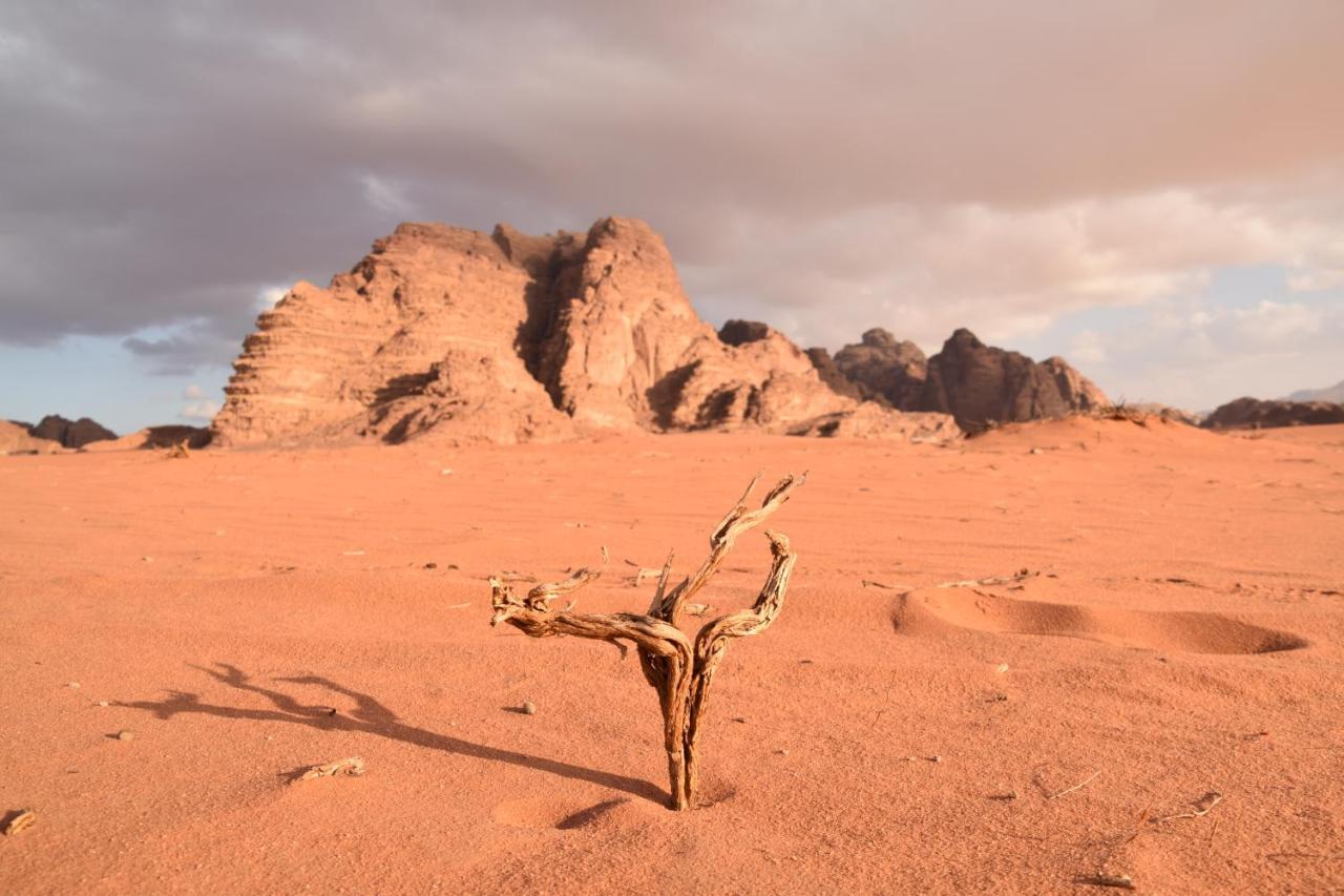 Art Camp Wadi Rum Ngoại thất bức ảnh
