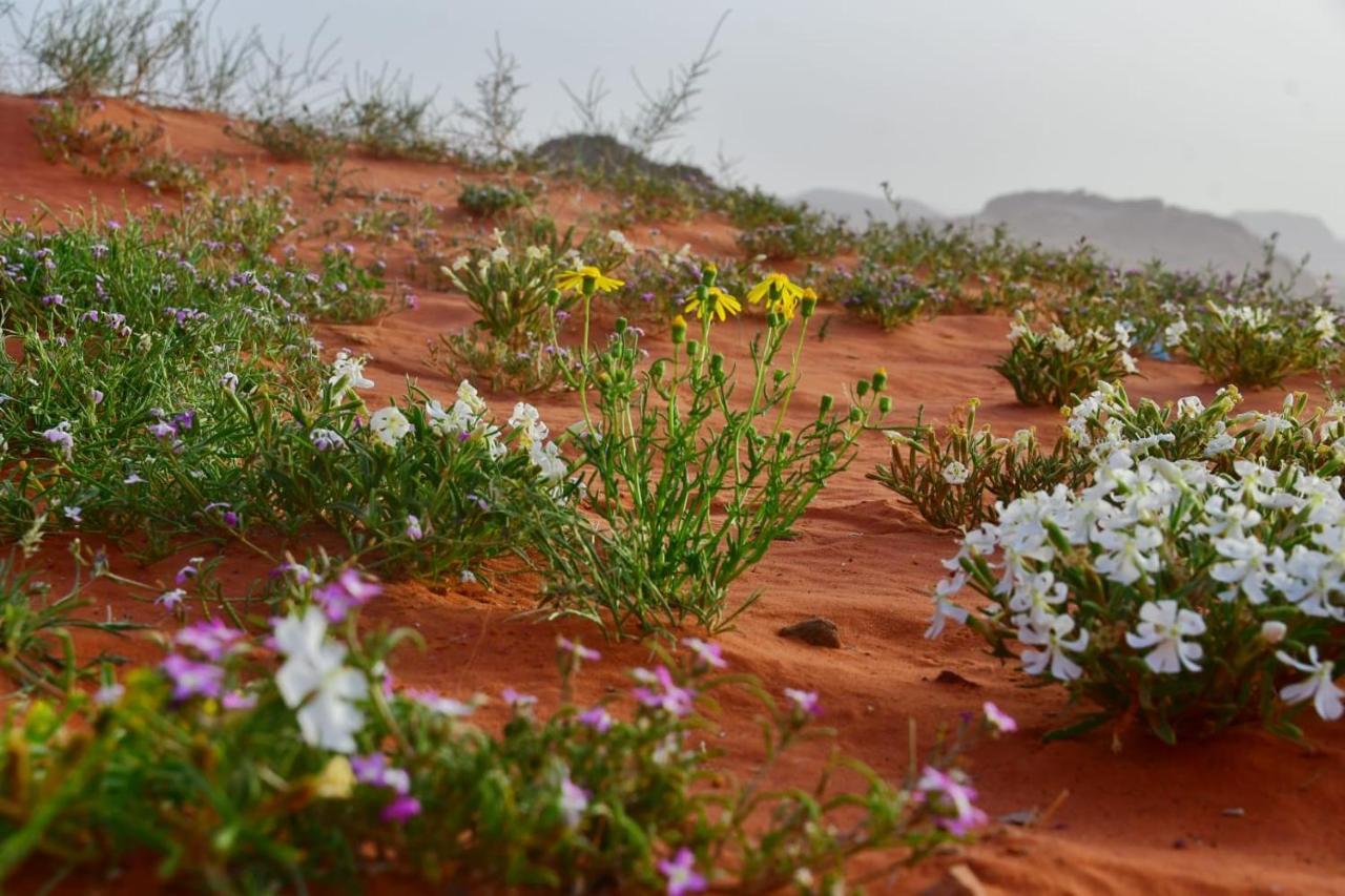 Art Camp Wadi Rum Ngoại thất bức ảnh