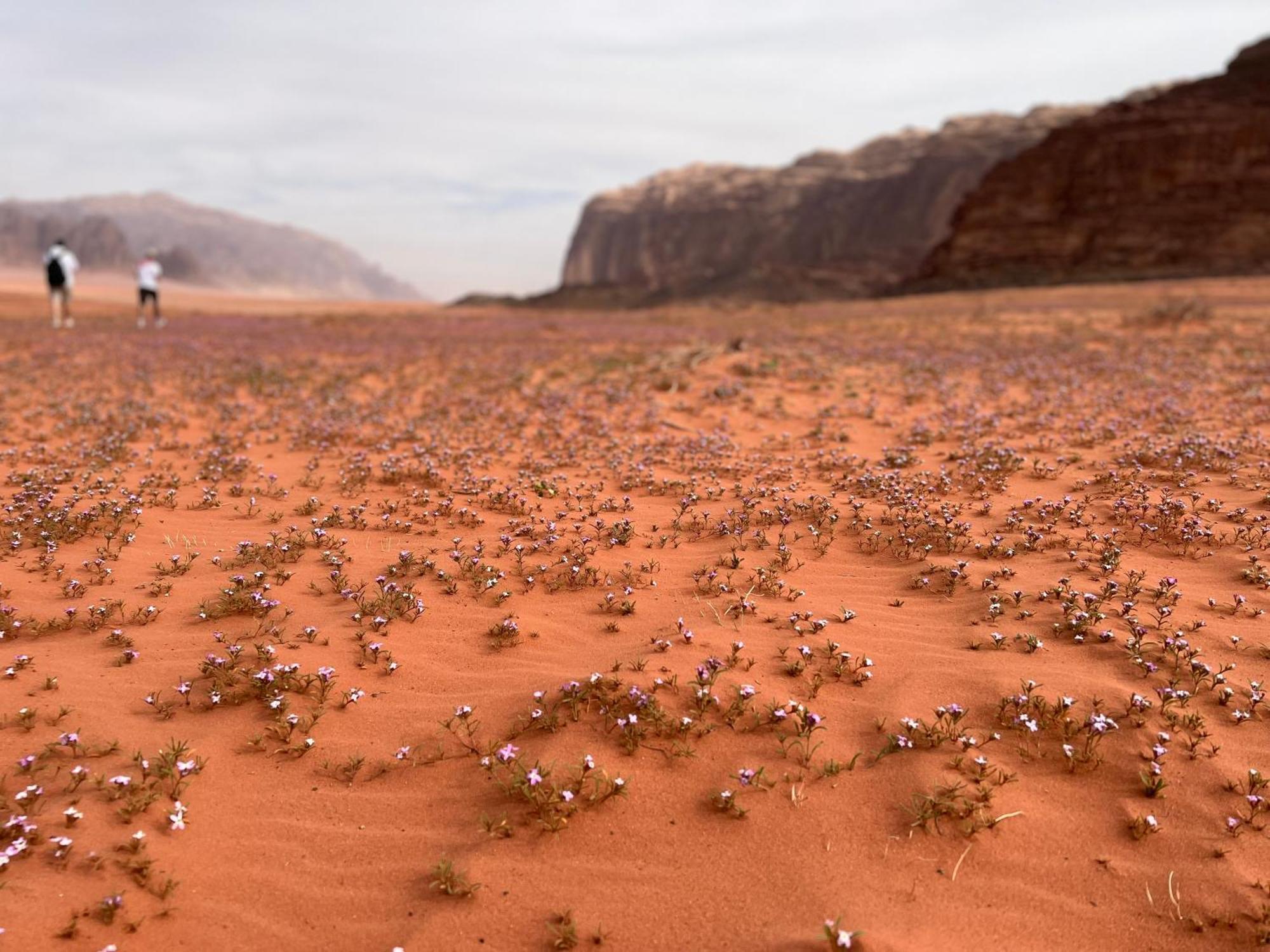 Art Camp Wadi Rum Ngoại thất bức ảnh