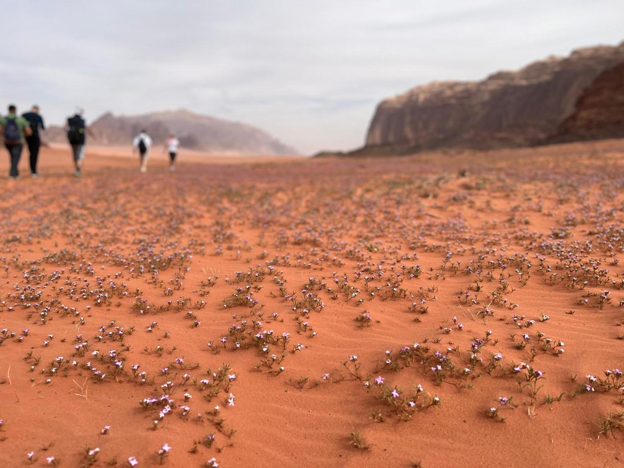 Art Camp Wadi Rum Ngoại thất bức ảnh